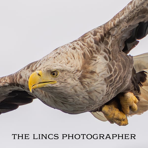 White Tailed Eagle in flight print (Limited edition of 10)
