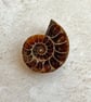 Polished ammonite fossil, one half of ammonite, keepsake gift - Image 2
