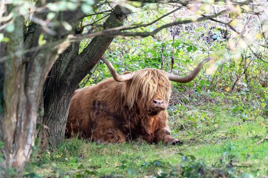 Brown Highland Cow