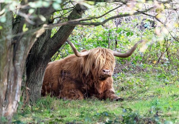 Brown Highland Cow