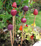  Cane Tops - Handmade for your Bamboo Sticks - Image 3