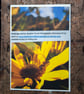 Bee on a Sunflower, A6 Greetings Card Nature Photography - Image 4