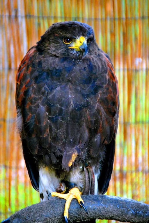 Harris Hawk Bird Of Prey Photograph Print