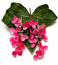 Real Pink Hydrangea Cascade Earrings – Pressed Flower Botanical Jewellery - Image 2