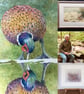 Pheasant . Original watercolour by Christopher Hughes  - Image 5