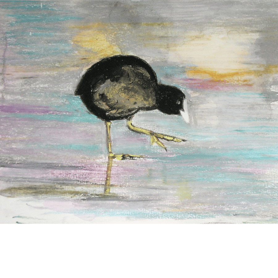 Coot wading. Original painting in watercolour and oil pastels