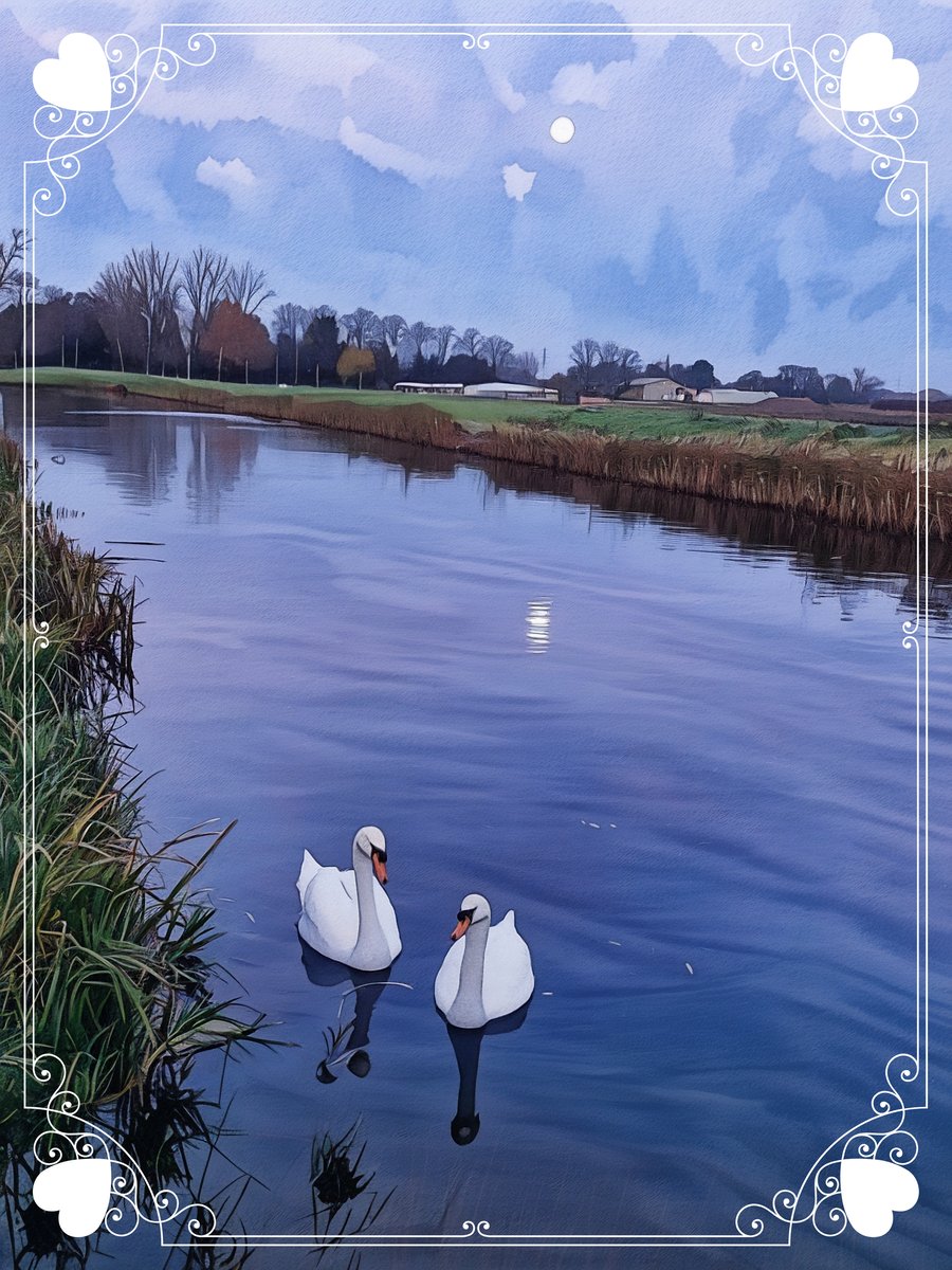 Swans In Moon Light Norfolk Greeting Card A5