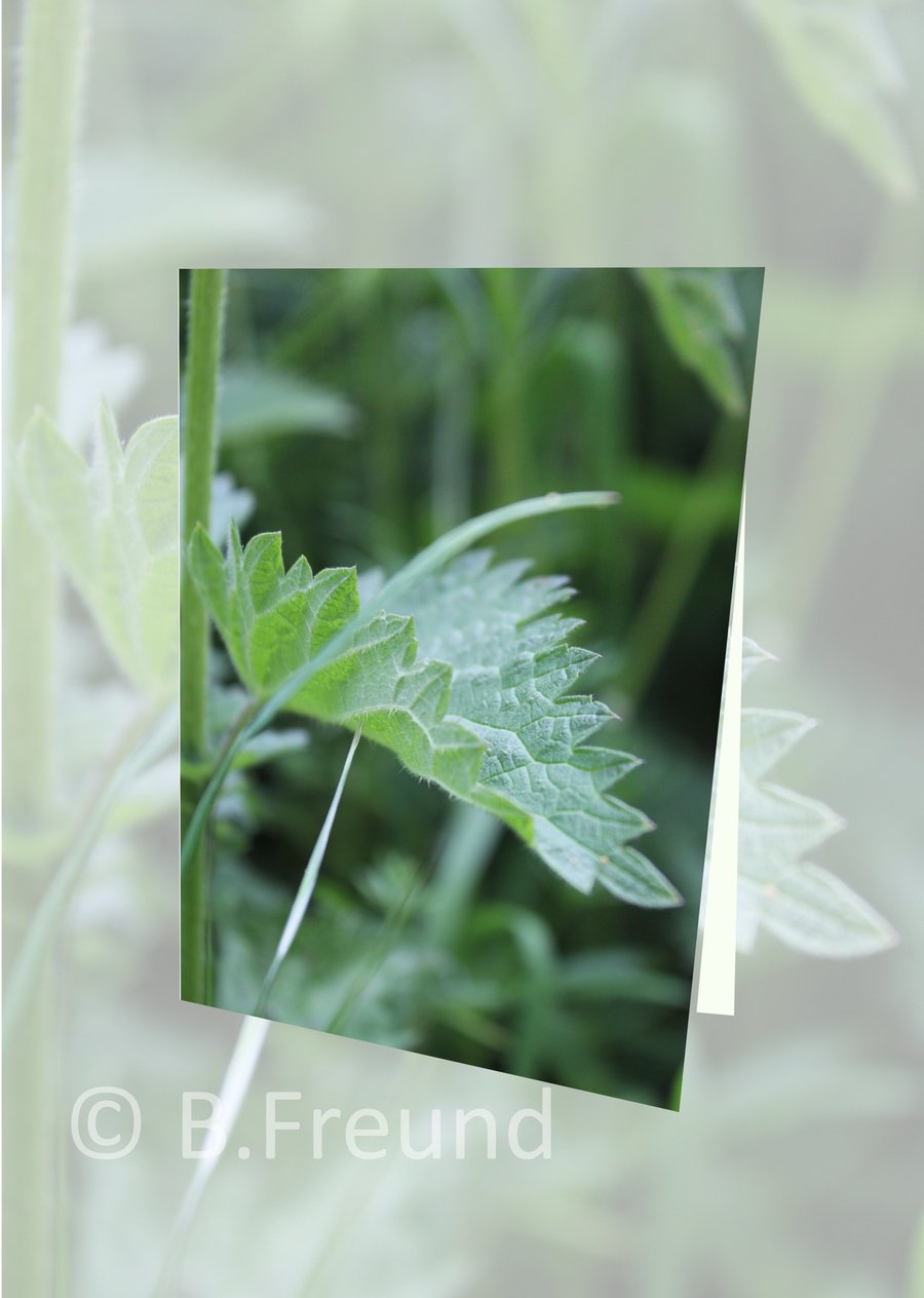 Nettle (Greeting card)