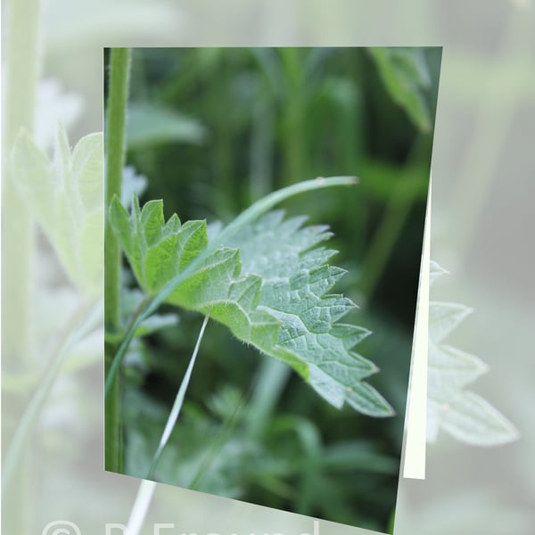 Nettle (Greeting card)