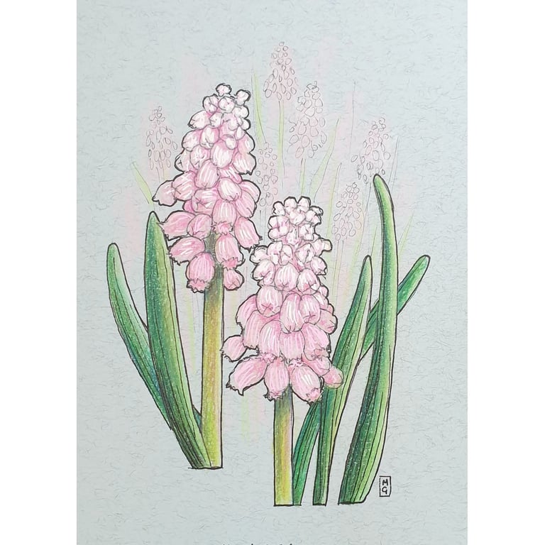 Pink Grape Hyacinth flower drawing - Small original floral artwork