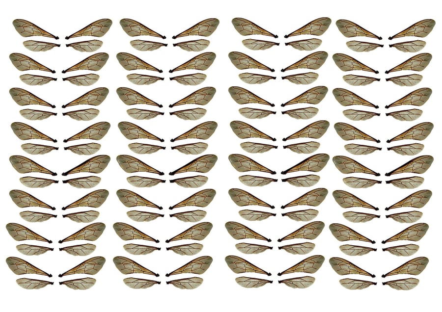 32 x Bumble Bee double wings acetate