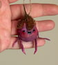 Five Spun Cotton Beech Nut Friends - Image 10