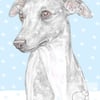 Jim the Whippet - Christmas Card