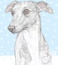 Jim the Whippet - Christmas Card