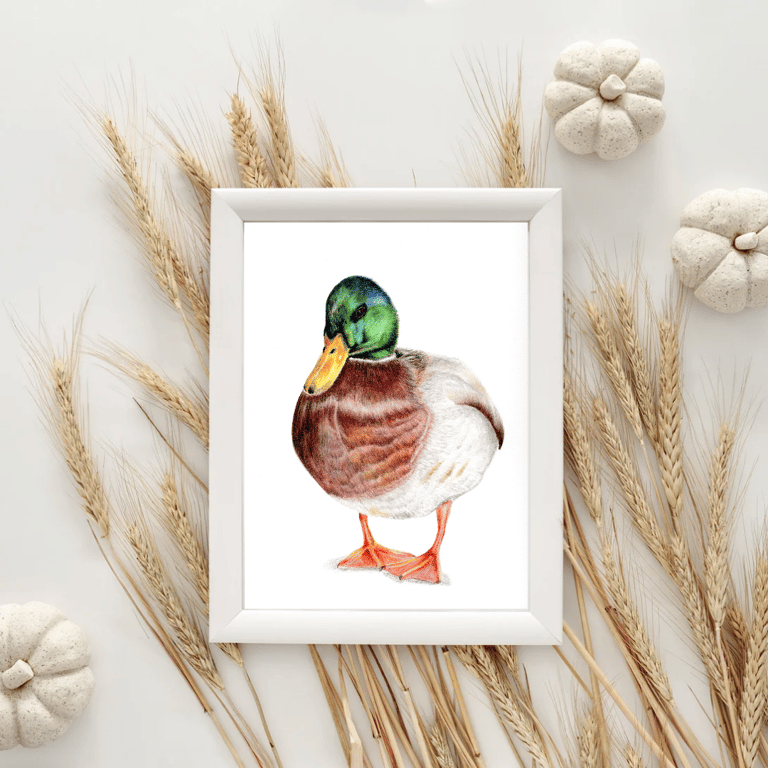 UNFRAMED Duck drawing Fine Art Limited Edition Print 