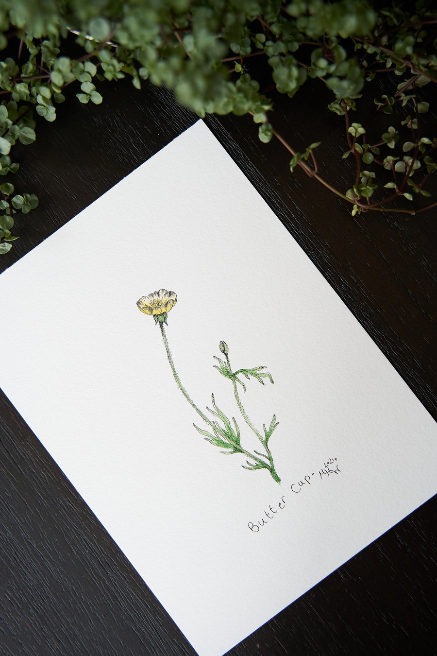 Title: "Buttercup" botanical drawing, hand-drawn original size A5-5.8x8.3 in