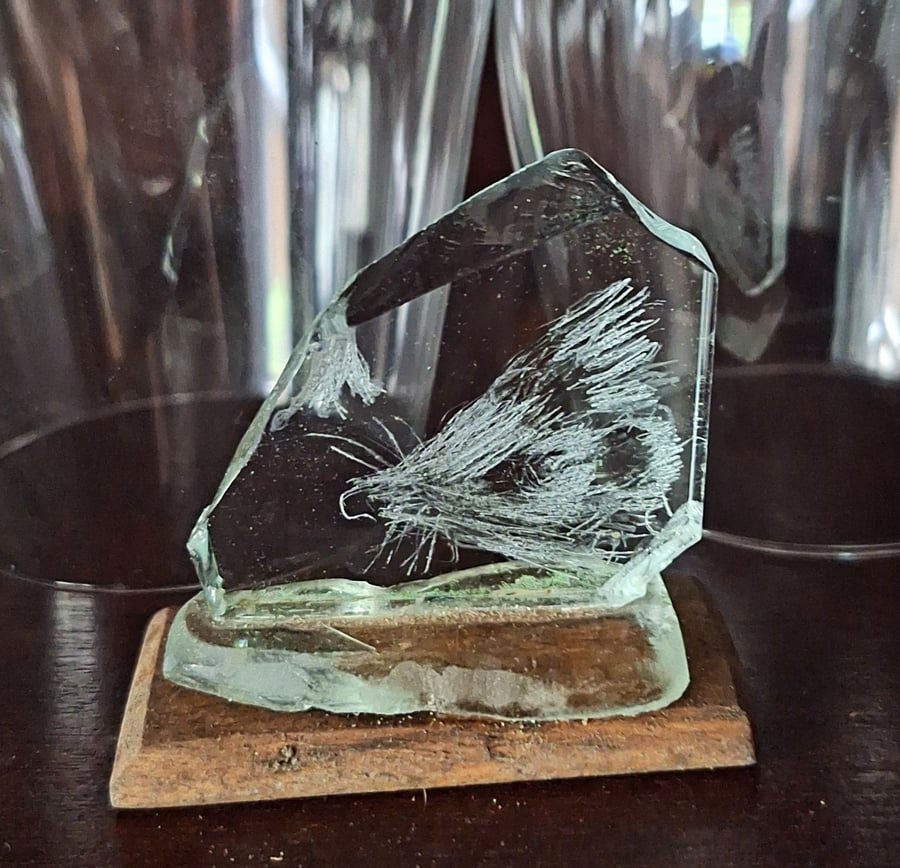 Hedgehog on glass shard