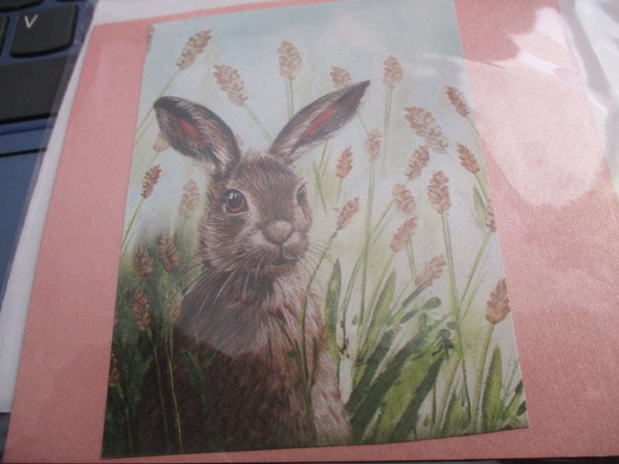 Rabbit General Small Card