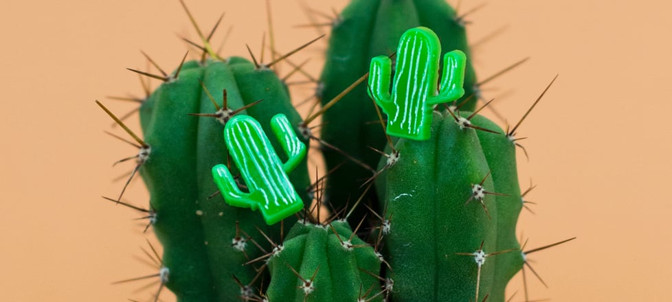 Trends : Cacti and Succulents