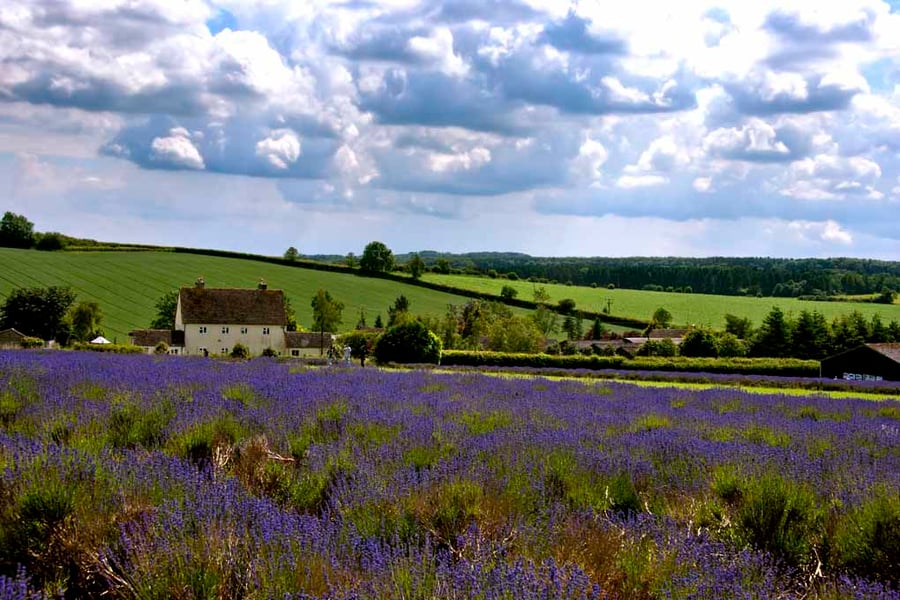 Lavender Field Summer Flowers Cotswolds England Photograph Print