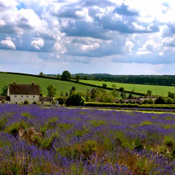 Lavender Field Summer Flowers Cotswolds England Photograph Print