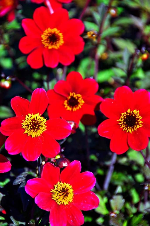 Red Dahlia Summer Flowers Flowering Plants Photograph Print