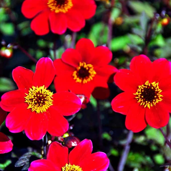 Red Dahlia Summer Flowers Flowering Plants Photograph Print