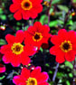 Red Dahlia Summer Flowers Flowering Plants Photograph Print