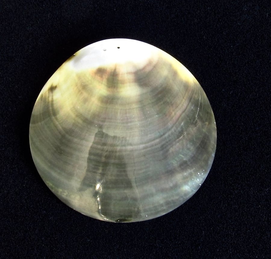 Shell Pendant: Very Large Iridescent Black Lipped Mollusk Shell (3in, 78mm)