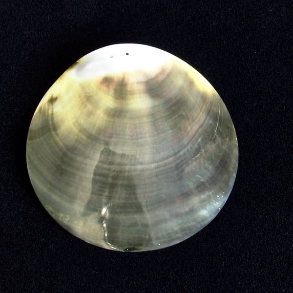 Shell Pendant: Very Large Iridescent Black Lipped Mollusk Shell (3in, 78mm)
