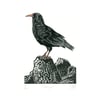 Chough three-colour linocut print