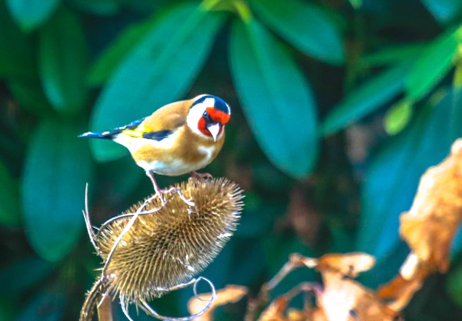 Garden Bird Greetings Card - Goldfinch Photography - Blank inside.