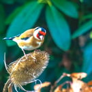 Garden Bird Greetings Card - Goldfinch Photography - Blank inside.