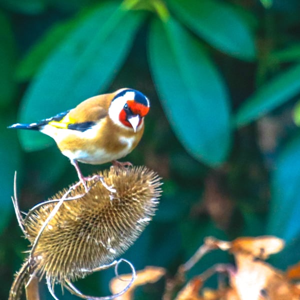 Garden Bird Greetings Card - Goldfinch Photography - Blank inside.