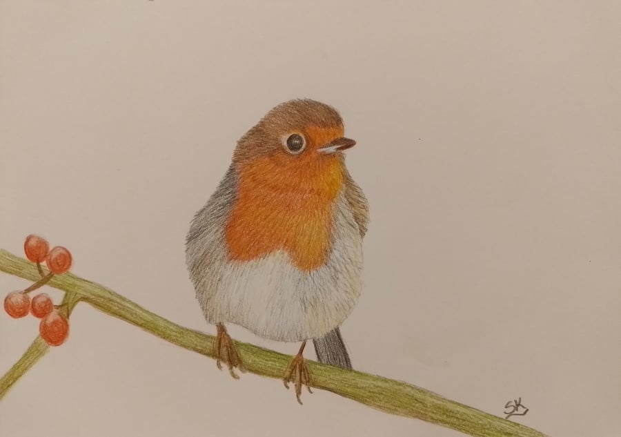 Beautiful Robin - Original Colour Pencil Drawing 8" x 6" - Unframed 