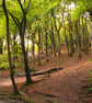 Photographic Print, Beech Woodland in Autumn - Image 2