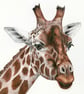 Greetings Card - Blank - Giraffe - Image 3