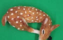 Needle Felted Animals & Fantasy Creatures