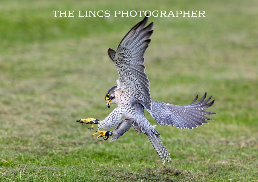 Falcon print (Limited edition of 10)