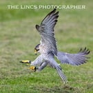 Falcon print (Limited edition of 10)