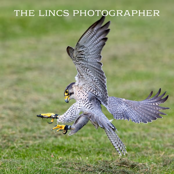 Falcon print (Limited edition of 10)