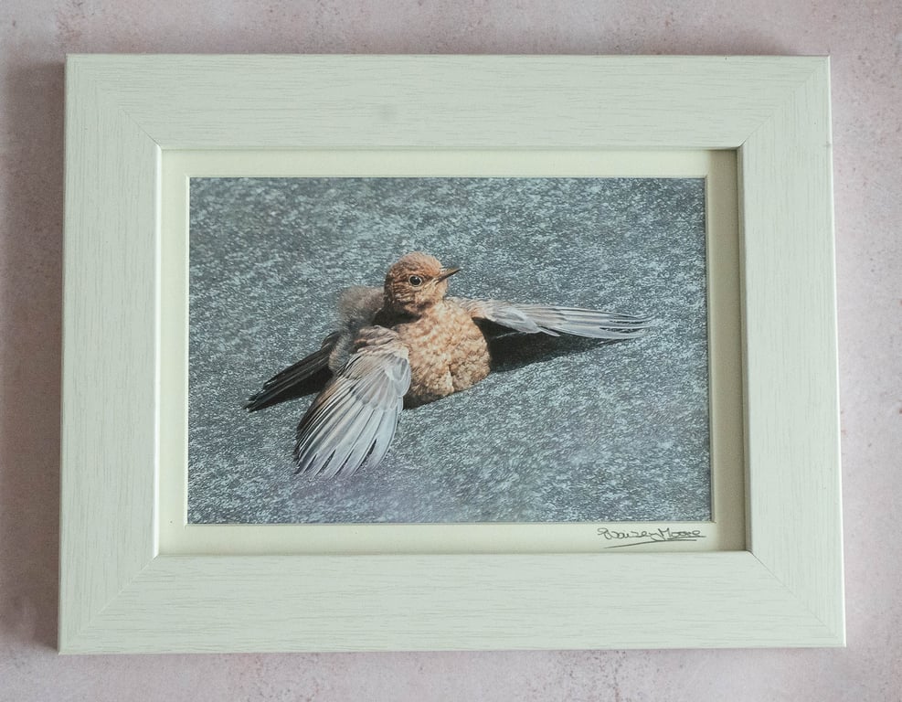 'Soaking up the Rays' - Framed Photo of a Juvenile Blackbird  