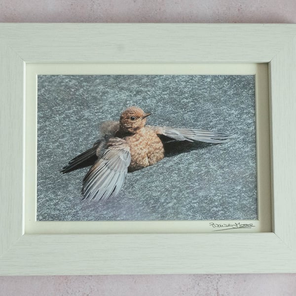 'Soaking up the Rays' - Framed Photo of a Juvenile Blackbird  