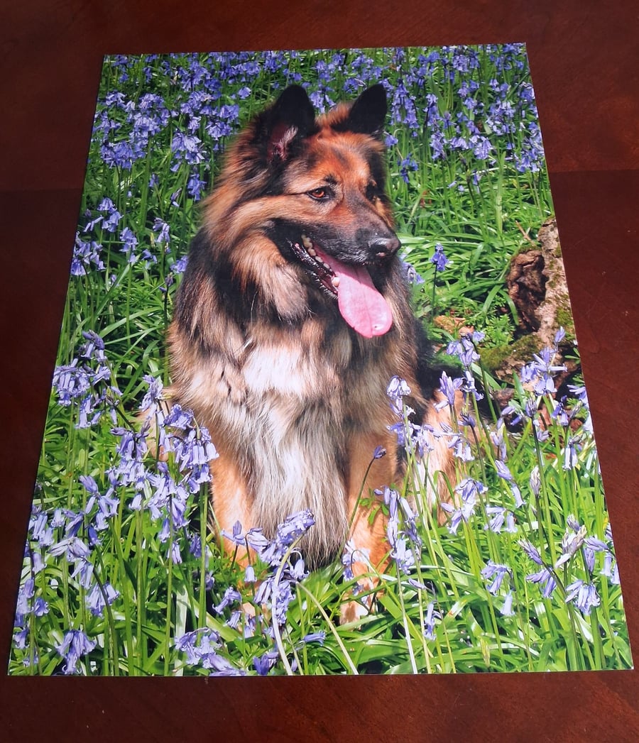GERMAN SHEPHERD PHOTOGRAPH - 16x12