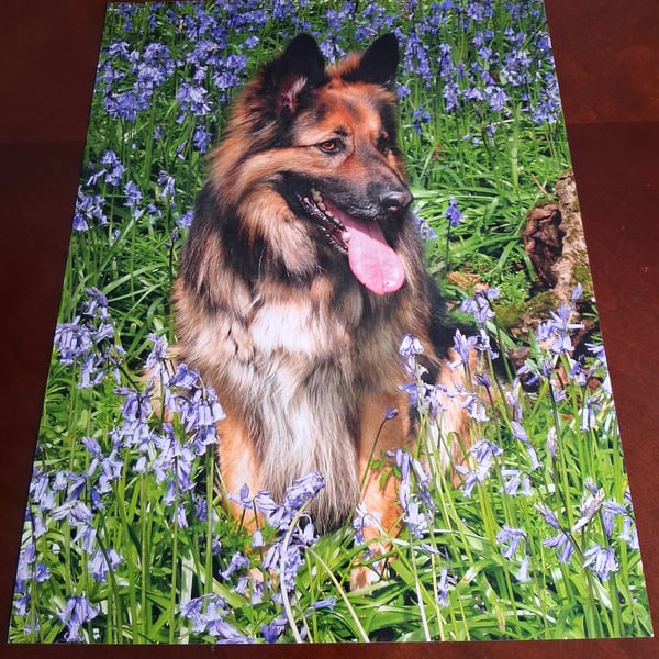 GERMAN SHEPHERD PHOTOGRAPH - 16x12