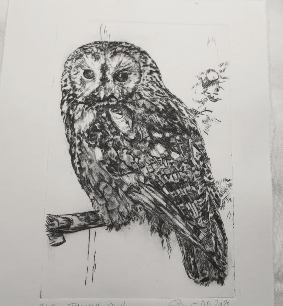 Limited edition Tawny owl hand printed drypoint etching