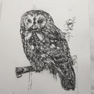 Limited edition Tawny owl hand printed drypoint etching