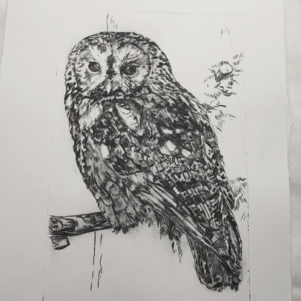 Limited edition Tawny owl hand printed drypoint etching