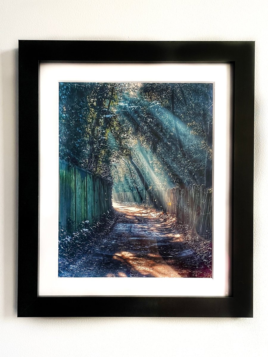Framed Photo of Trees in Sunlight Photo, Woodland Print