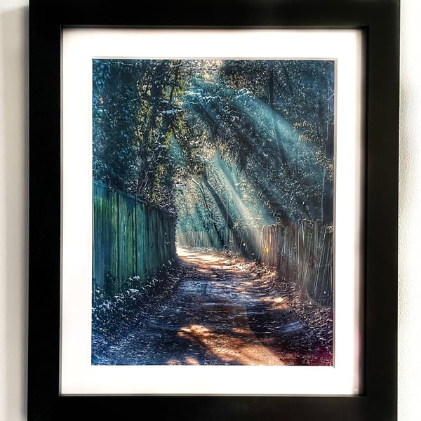 Framed Photo of Trees in Sunlight Photo, Woodland Print